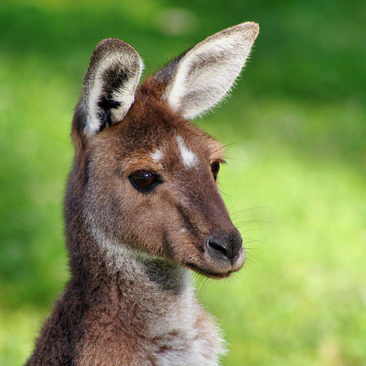 【三年多次】澳大利亚签证 探亲 旅游 KDP签证 全国均可办理 商品图1