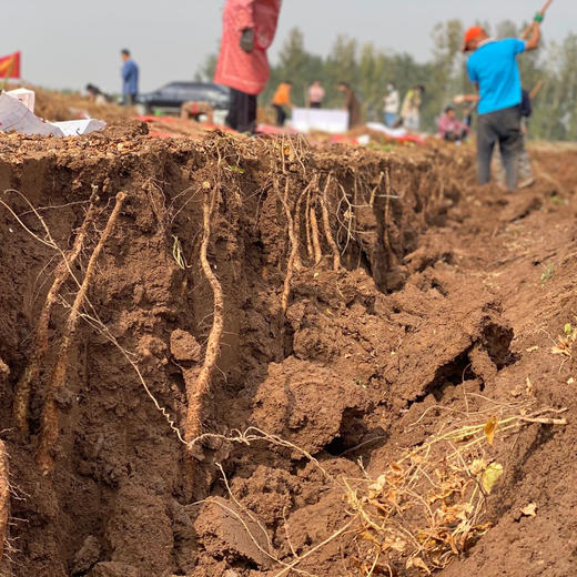 温县垆铁棍山药 5斤家庭装 商品图9