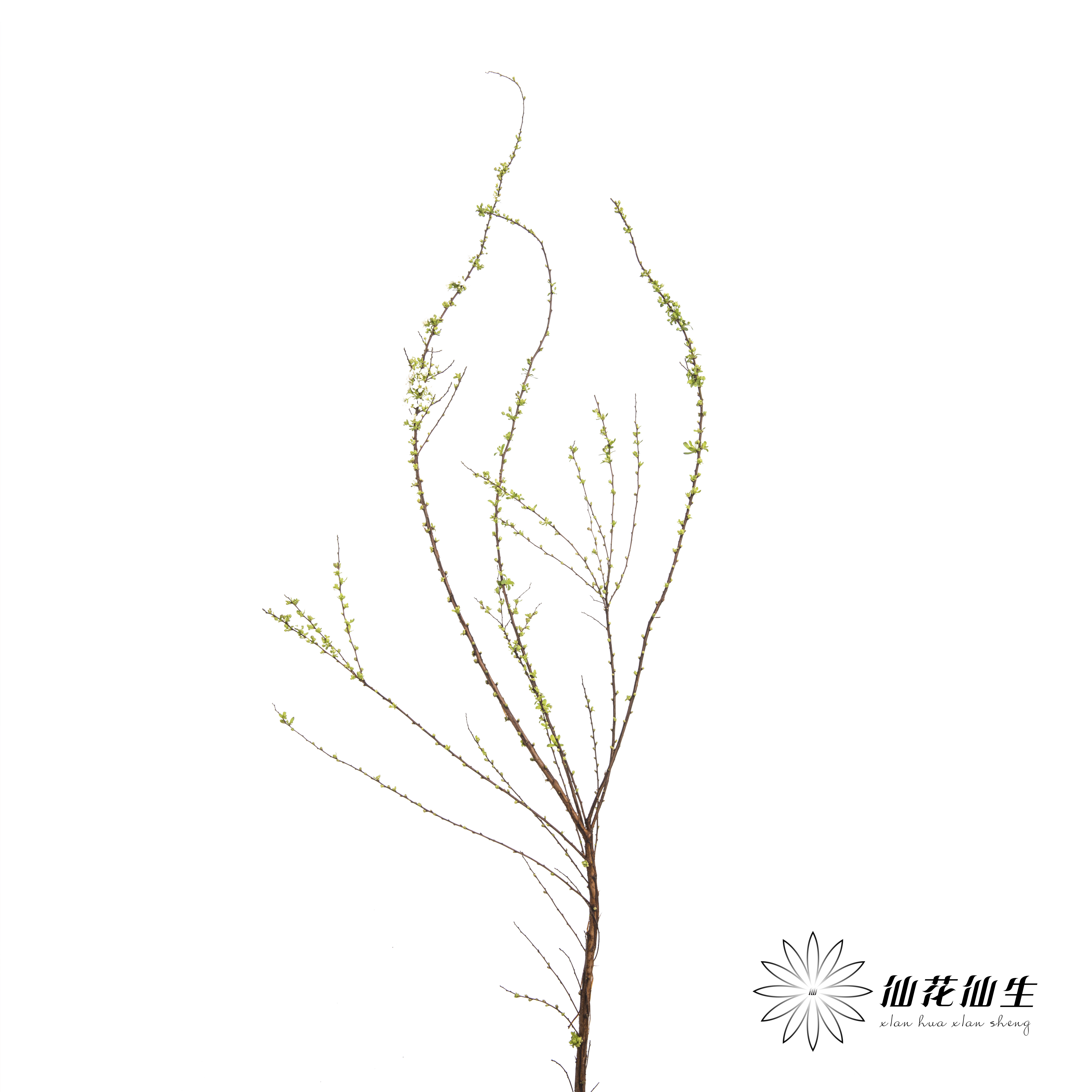 配花 | 雪柳花（单瓣）【不售后】