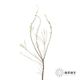 配花 | 雪柳花（单瓣）【不售后】