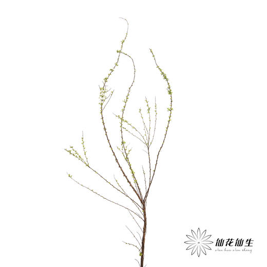 配花 | 雪柳花（单瓣）【不售后】 商品图0