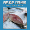 【野生】超低温 小号/中号 白鲳 商品缩略图4