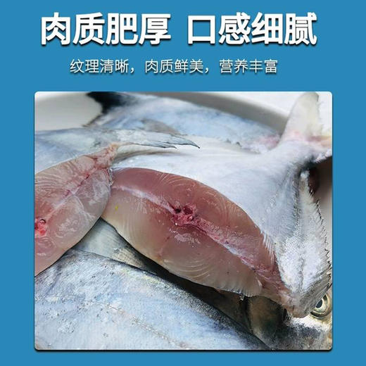 【野生】超低温 小号/中号 白鲳 商品图4