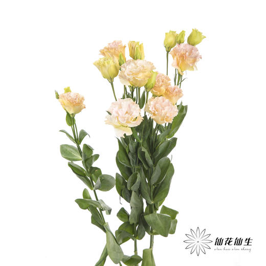 洋桔梗 | 香槟 商品图5