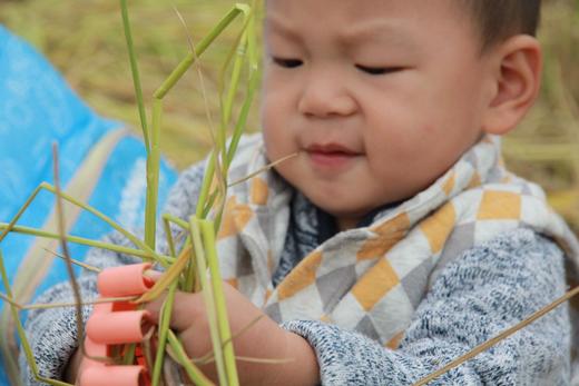 2021新稻收割报名开始！ 商品图5