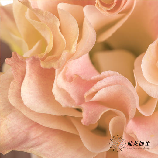 洋桔梗 | 香槟 商品图2