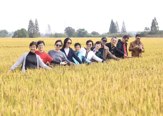 2021新稻收割报名开始！ 商品图2