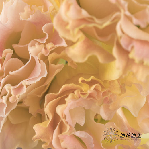 洋桔梗 | 香槟 商品图3