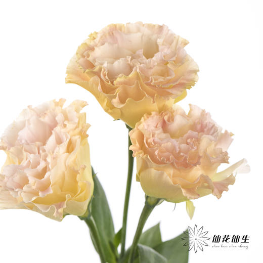 洋桔梗 | 香槟 商品图1