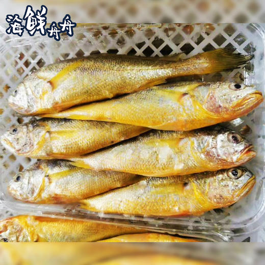 【野生】超低温 正宗海钓小黄花鱼 400g/4-6条 商品图1