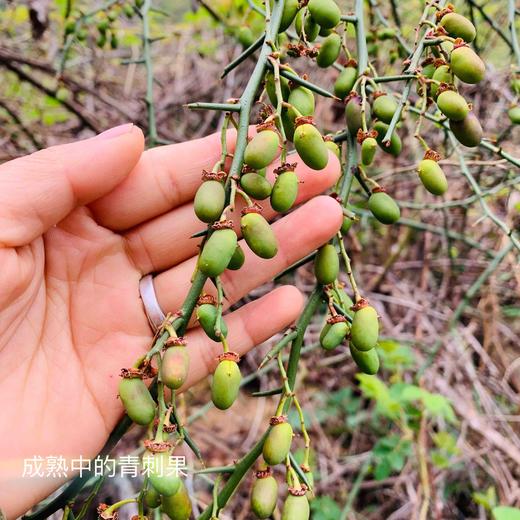 【野生青刺果油】 物理冷压榨/高级天然植物食用油|被誉可以吃的化妆品| 今年新榨包邮 商品图13