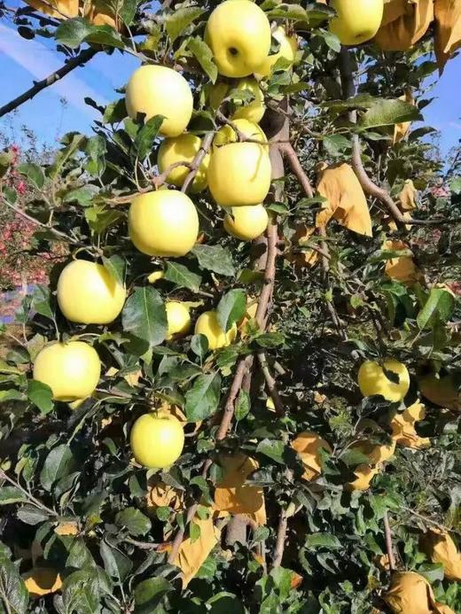 新国货-瑞阳瑞雪苹果 商品图8