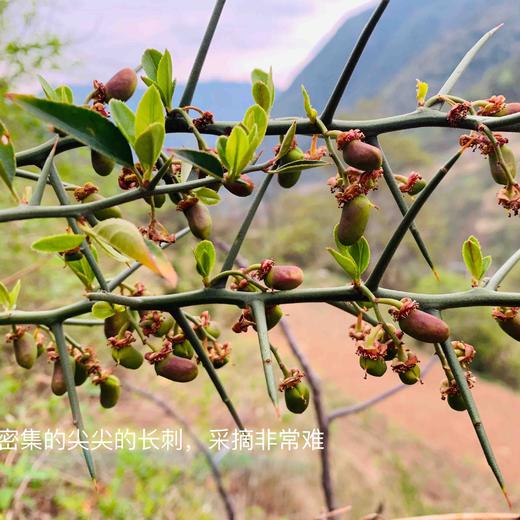 【野生青刺果油】 物理冷压榨/高级天然植物食用油|被誉可以吃的化妆品| 今年新榨包邮 商品图14