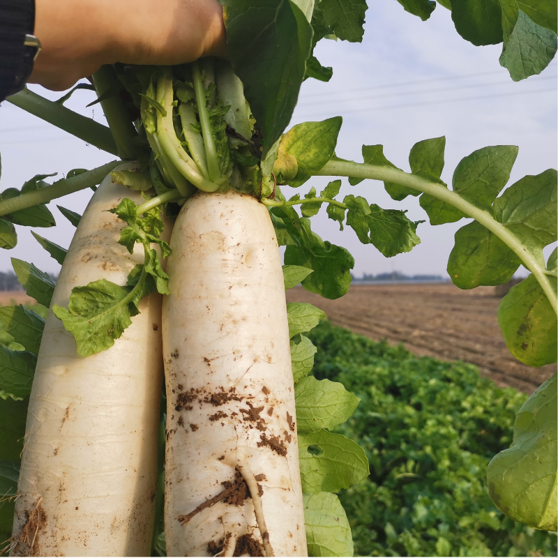 【农家新鲜白萝卜】水嫩多汁，皮薄肉细5斤装18.9元！