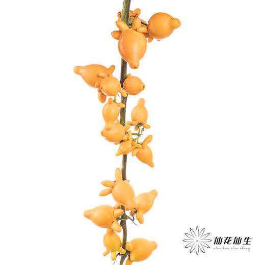 配果 | 五代果（小果实，运输途中易掉果，未到季节，未完全上色，介意慎拍，压伤不售后） 商品图5