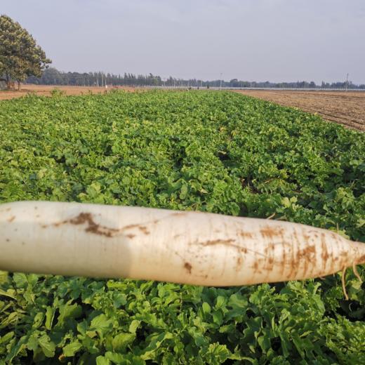 【农家新鲜白萝卜】水嫩多汁，皮薄肉细5斤装18.9元！ 商品图3