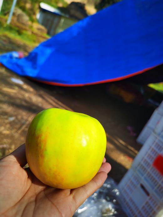 新国货-瑞阳瑞雪苹果 商品图1