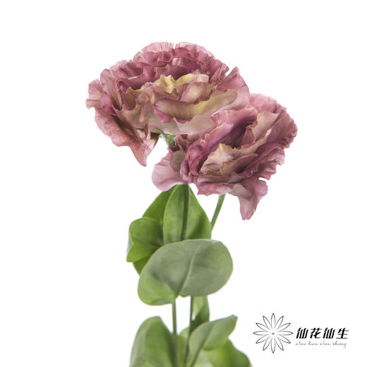 洋桔梗 | 茶色 商品图3