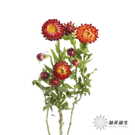 配花 | 麦秆菊橙红色 商品图3
