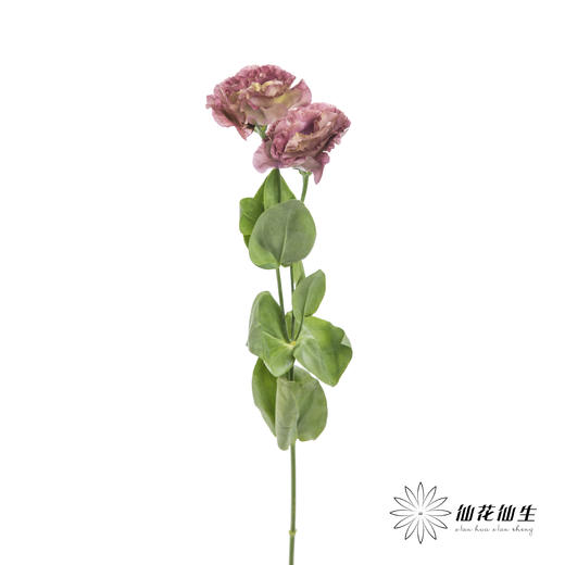 洋桔梗 | 茶色 商品图4