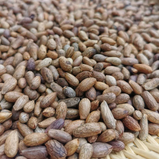 【野生青刺果油】 物理冷压榨/高级天然植物食用油|被誉可以吃的化妆品| 今年新榨包邮 商品图5