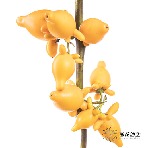 配果 | 五代果（小果实，运输途中易掉果，未到季节，未完全上色，介意慎拍，压伤不售后） 商品图4