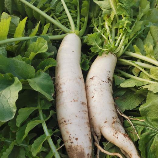 【农家新鲜白萝卜】水嫩多汁，皮薄肉细5斤装18.9元！ 商品图1