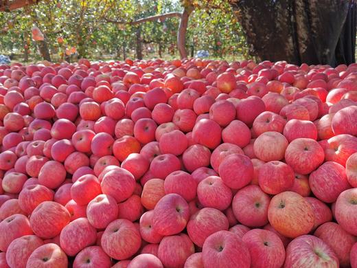 2025《爸爸的苹果》9颗装，12颗装，月卡、季卡、半年卡精品全熟果 商品图12