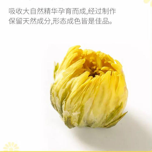 正宗桐乡头采胎菊王 85g杭白菊 商品图2