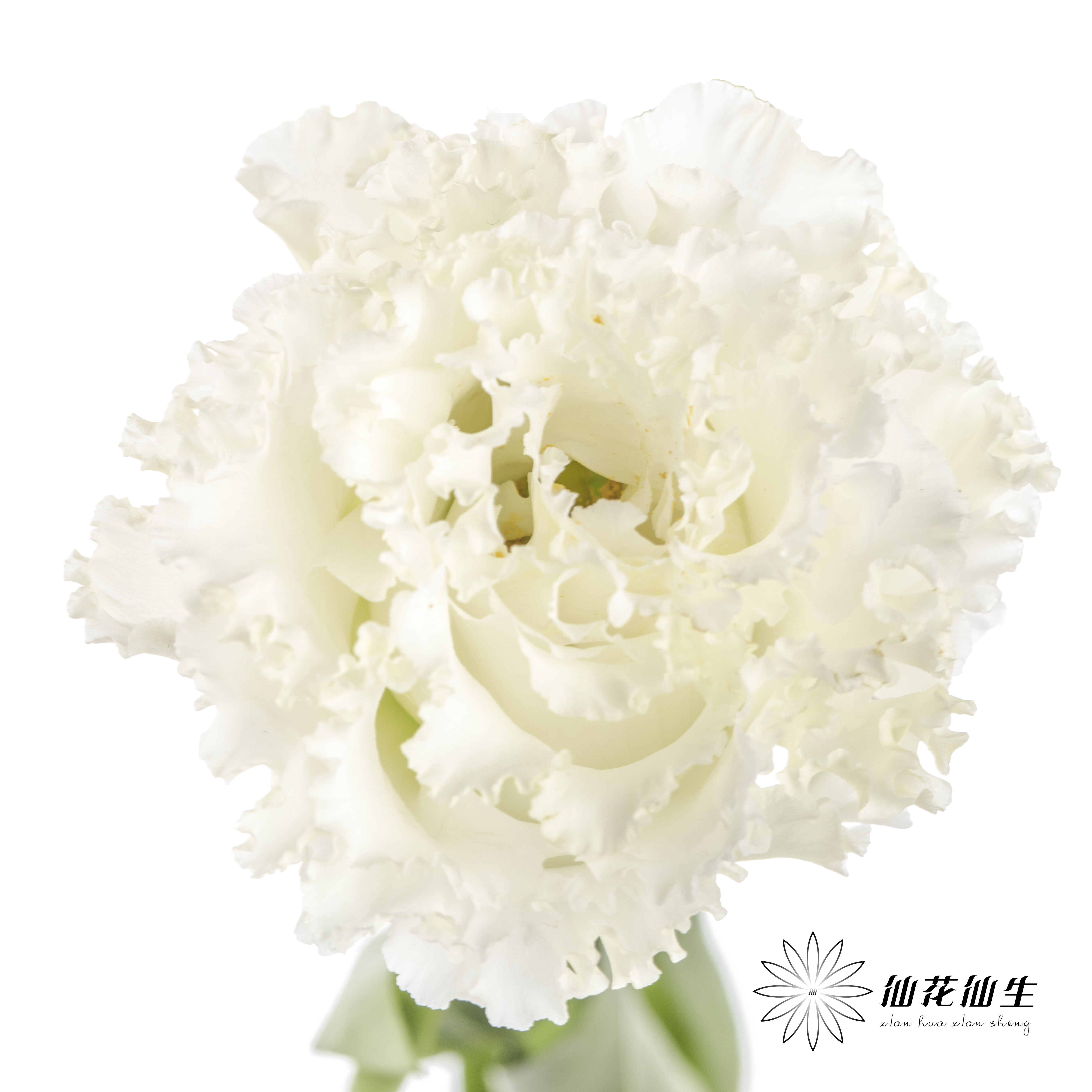 洋桔梗 | 波浪白色