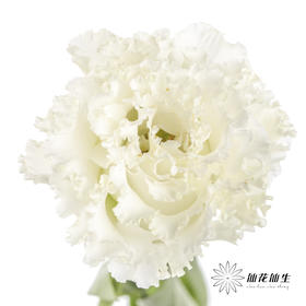 洋桔梗 | 波浪白色