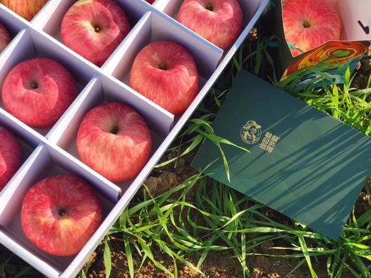 2025《爸爸的苹果》9颗装，12颗装，月卡、季卡、半年卡精品全熟果 商品图13