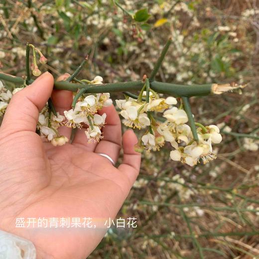 【野生青刺果油】 物理冷压榨/高级天然植物食用油|被誉可以吃的化妆品| 今年新榨包邮 商品图12