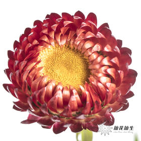 配花 | 麦秆菊橙红色