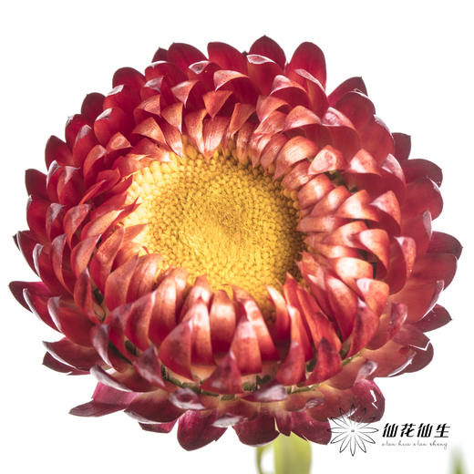 配花 | 麦秆菊橙红色 商品图0