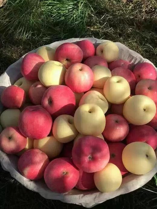 新国货-瑞阳瑞雪苹果 商品图6