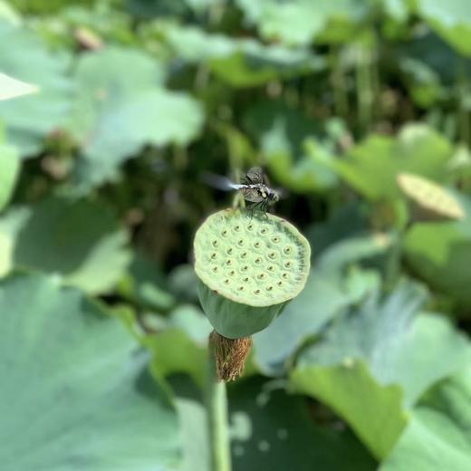 仅8饼！2019【荷香老树】荷香灵动富有层次，轻逸绝尘 商品图9