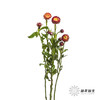 配花 | 麦秆菊橙红色 商品缩略图4