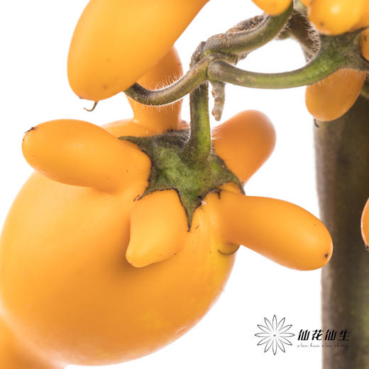 配果 | 五代果（小果实，运输途中易掉果，未到季节，未完全上色，介意慎拍，压伤不售后） 商品图2