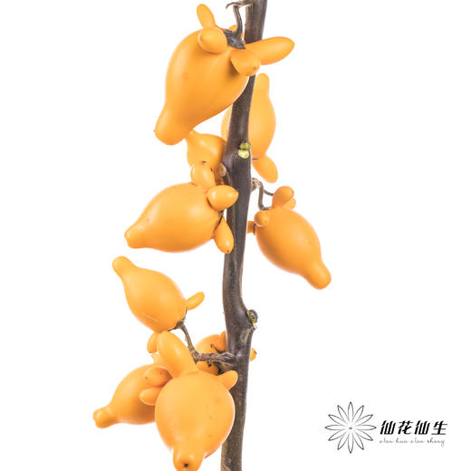 配果 | 五代果（小果实，运输途中易掉果，未到季节，未完全上色，介意慎拍，压伤不售后） 商品图3