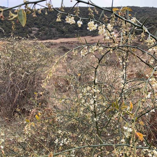 【野生青刺果油】 物理冷压榨/高级天然植物食用油|被誉可以吃的化妆品| 今年新榨包邮 商品图10