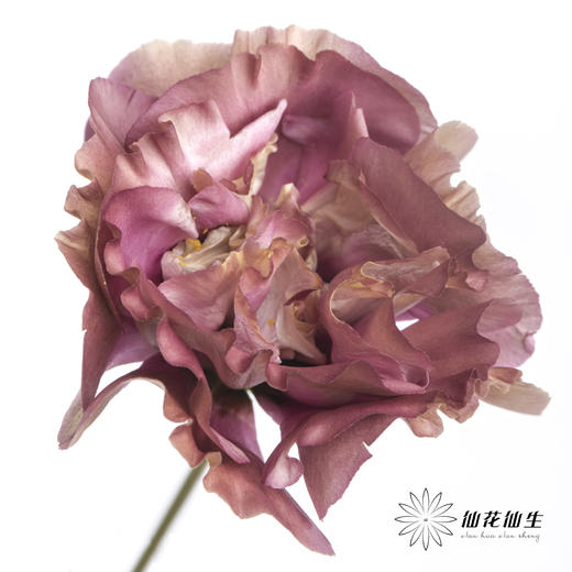 洋桔梗 | 茶色 商品图0