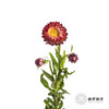 配花 | 麦秆菊橙红色 商品缩略图2