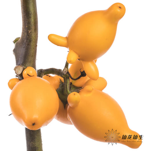 配果 | 五代果（小果实，运输途中易掉果，未到季节，未完全上色，介意慎拍，压伤不售后） 商品图0