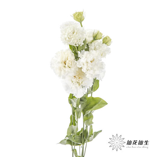 洋桔梗 | 波浪白色 商品图4