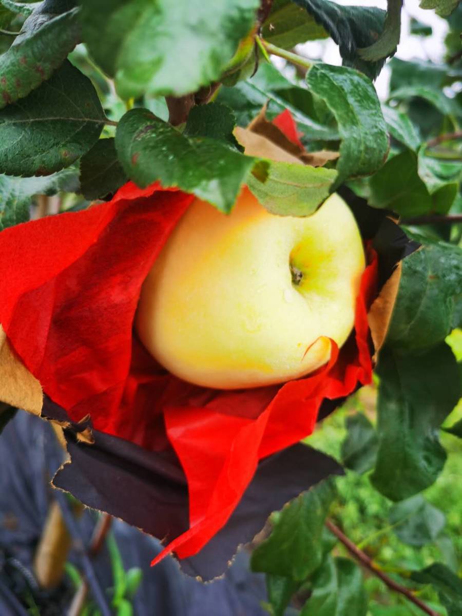 新国货-瑞阳瑞雪苹果