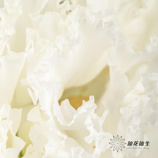 洋桔梗 | 波浪白色 商品图7