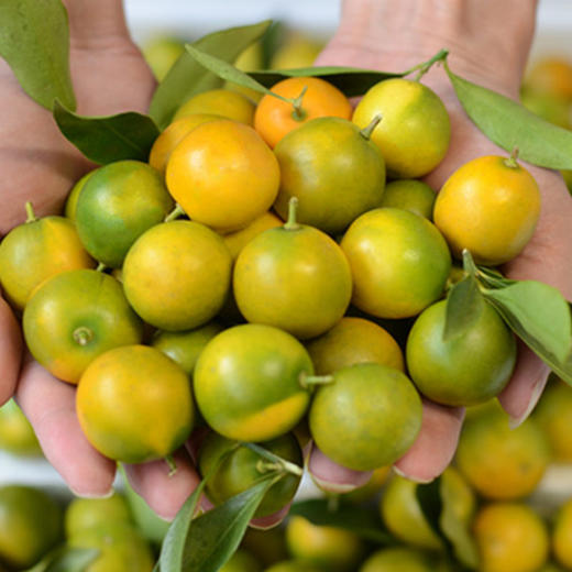 【广西融安滑皮金桔】 现摘现发 脆甜可口 带皮即食 2斤装/4斤装 商品图2