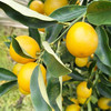 【广西融安滑皮金桔】 现摘现发 脆甜可口 带皮即食 2斤装/4斤装 商品缩略图3