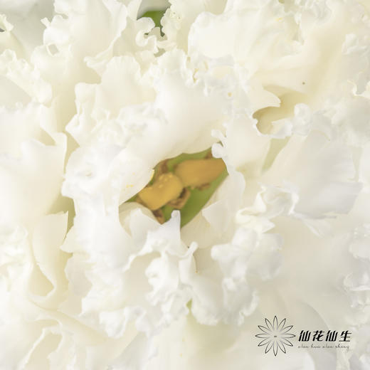 洋桔梗 | 波浪白色 商品图6